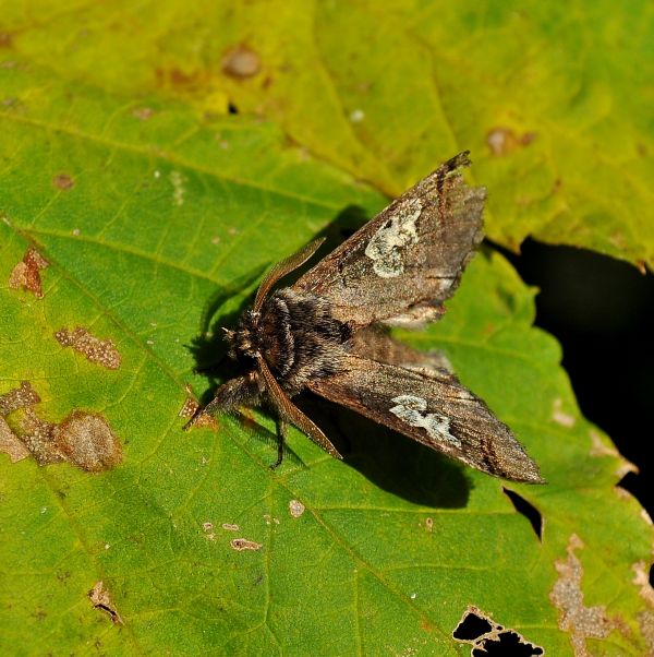 Dilpba caeruleocephala